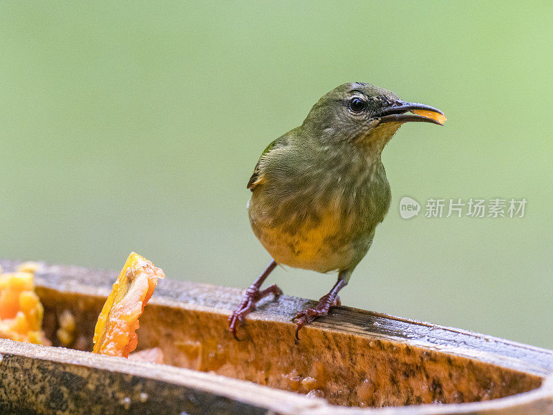 红腿蜜雀在觅食