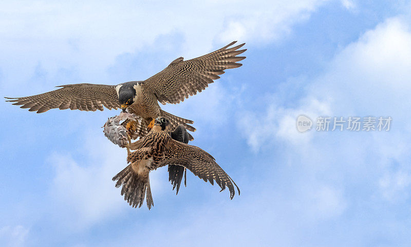 鹰抓鱼飞，两只鹰在空中争食，猎鸟打架