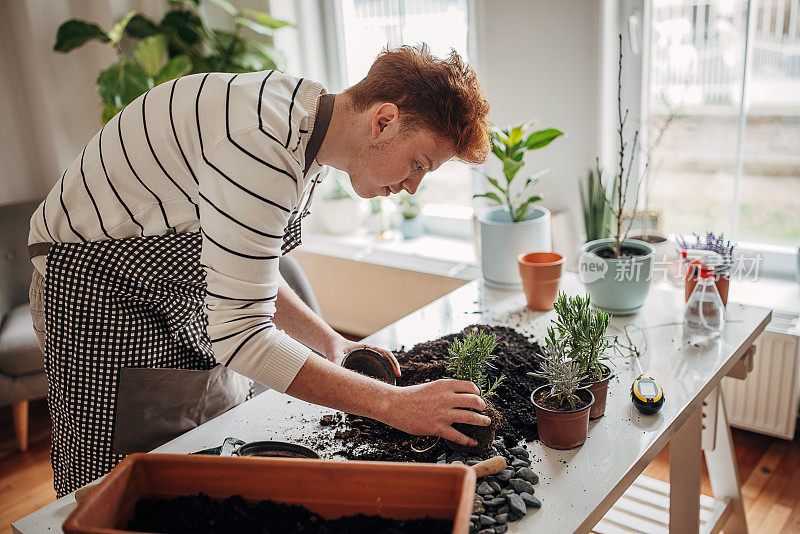 红发少年在家里种植室内植物