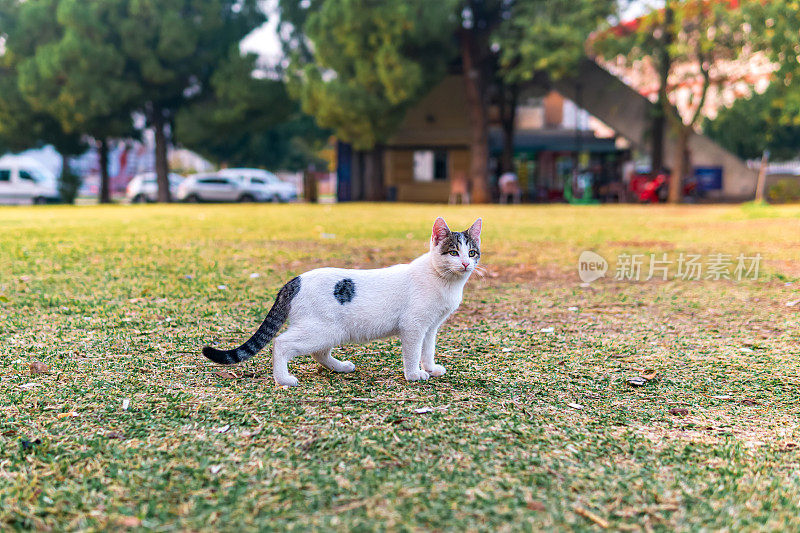 公园草坪上的流浪猫