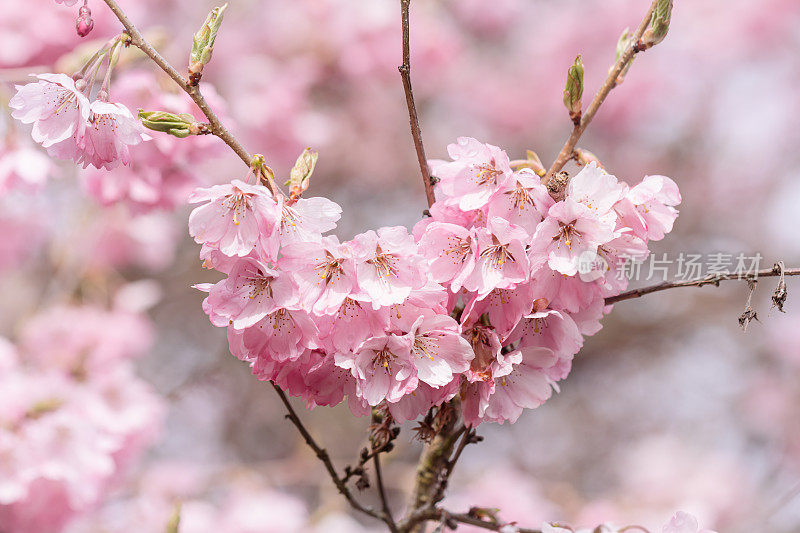 美丽的粉红色樱花