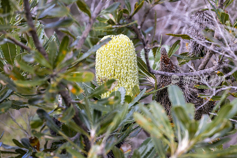 特写灌木中的班克斯花，美丽的自然背景与复制空间