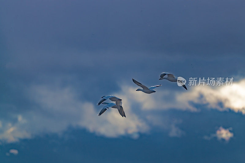 四只雪雁从黑暗的天空飞向野生动物保护区