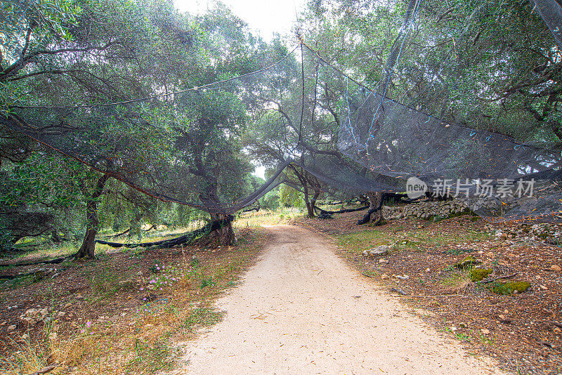 在希腊的橄榄树地里，用黑网收割新鲜的橄榄