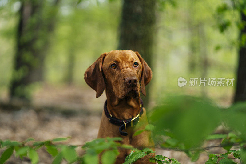 狗在森林里瑟瑟发抖