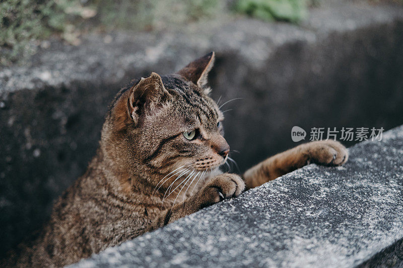 一只虎斑猫在水沟里的图像