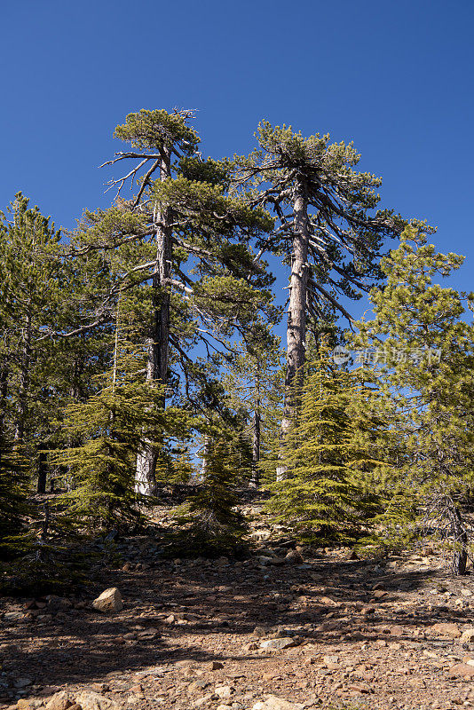 两棵老的平顶黑松在岩石山坡上，前景是小树