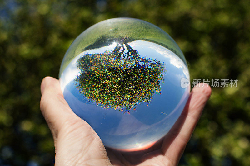 在大自然中拍摄的一棵可爱的小树显示在一个水晶球中。这张照片展示了如何从自然中获得灵感。