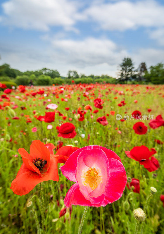 红罂粟花田