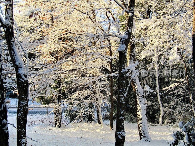 日本。1月。雨夜后的阳光明媚的早晨。在冬天的森林里。