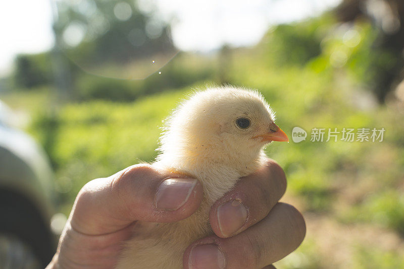 男子抱着刚孵出的小鸡库存照片