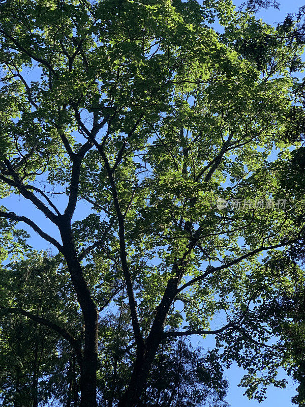 在一个阳光明媚的夏日，绿树映衬着晴朗的天空，从低角度观看