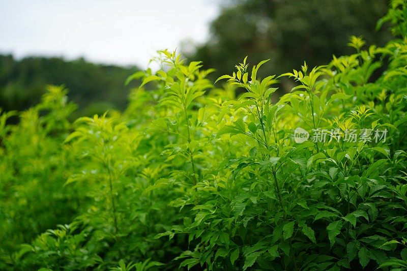 泰科马斯坦花在自然花园