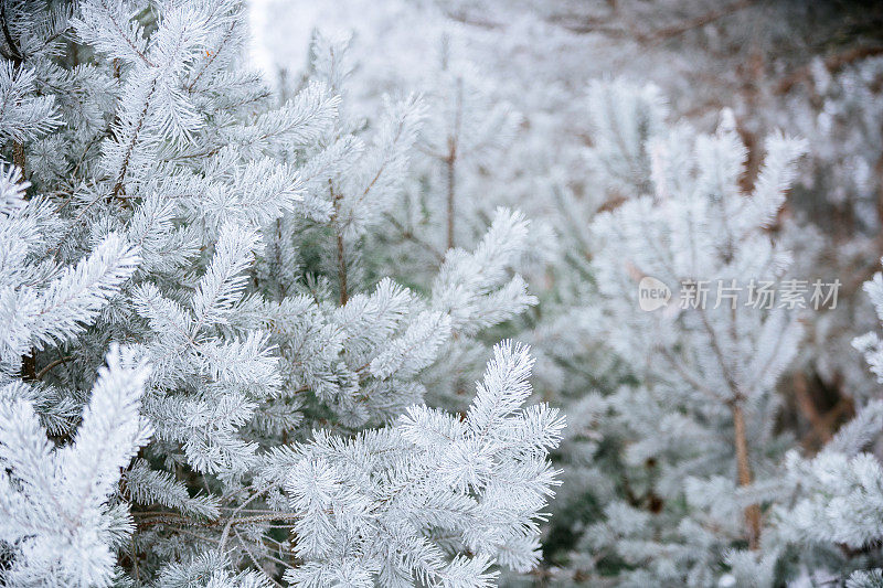 冬天的景象――覆盖着积雪的冰冻松枝。森林里的冬天