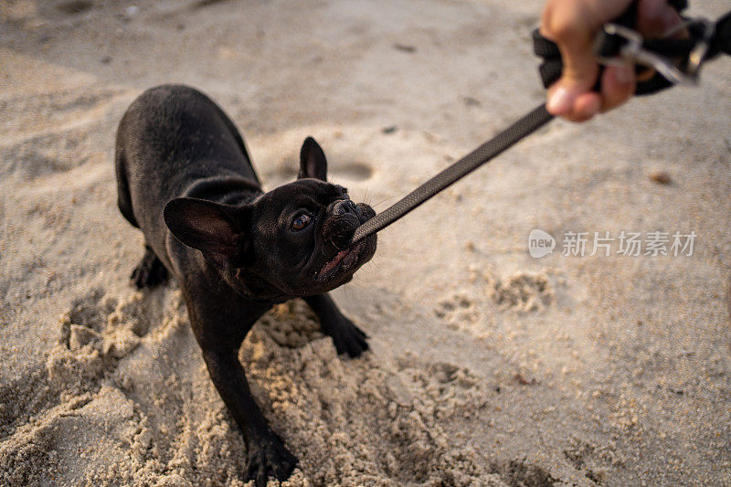 小法国斗牛犬在海滩上咬皮带玩得很开心