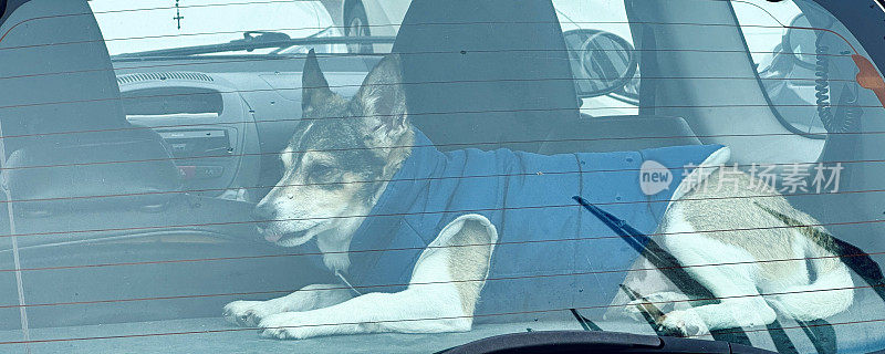 躺在汽车后挡风玻璃上的狗