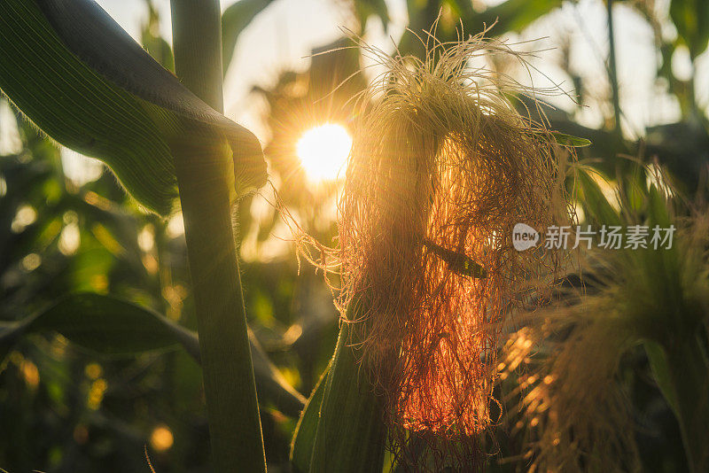 玉米幼穗，雌蕊长，在夕阳西下的田野里在宾夕法尼亚的农田里