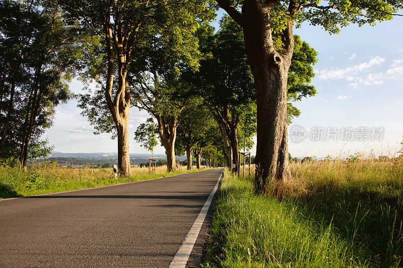 德国乡村的乡间小路，两旁绿树成荫