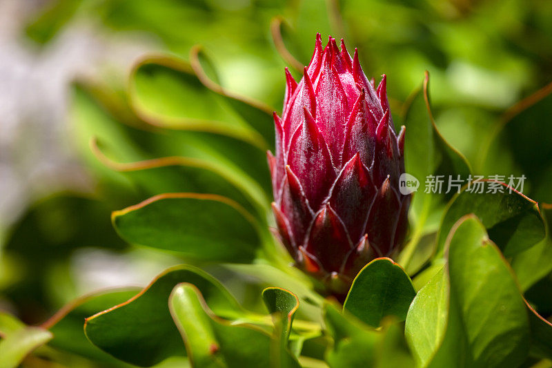 花蕾百变，美丽的自然背景与复制空间