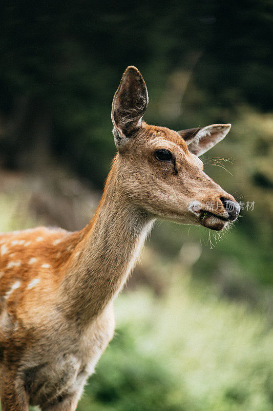 一只美丽的鹿正看着相机