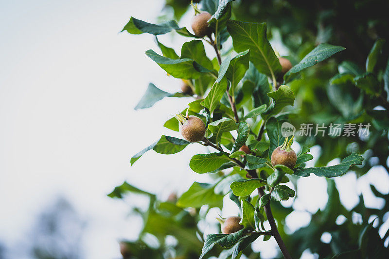 枸杞植物枝头特写