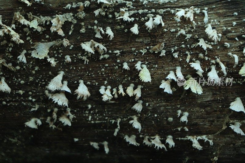 死树干上的苔藓真菌或蘑菇