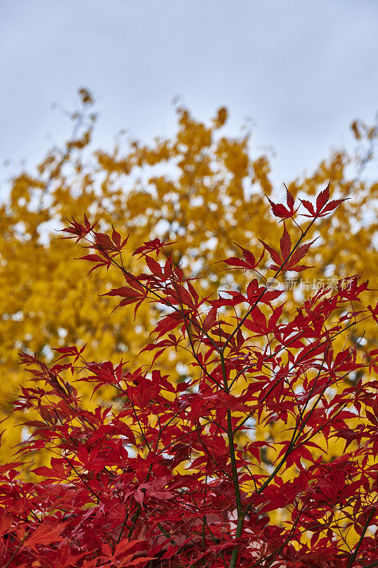 色彩斑斓的树木、树叶和秋天的森林，秋天森林的所有颜色。落叶林又称阔叶林和阔叶林。位置在斯堪的纳维亚半岛的丹麦。