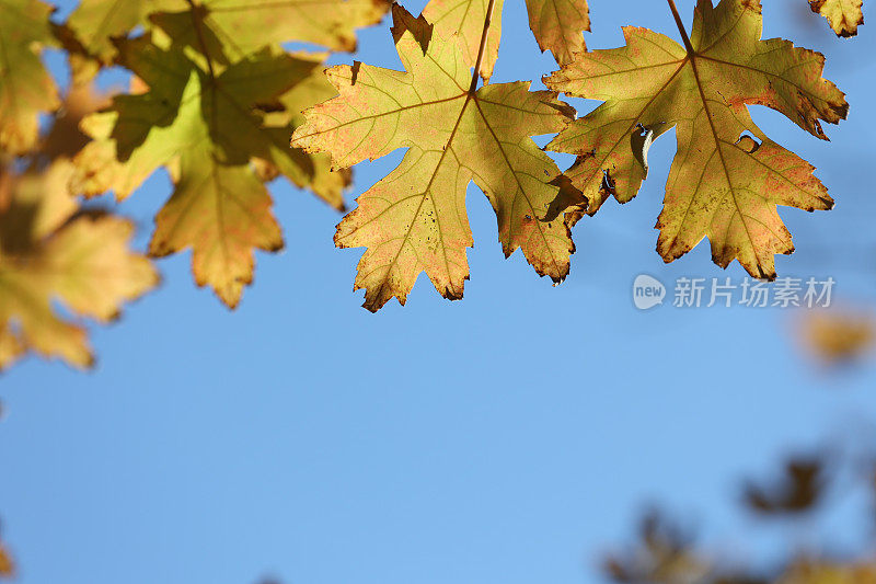 秋天枫叶红的背景