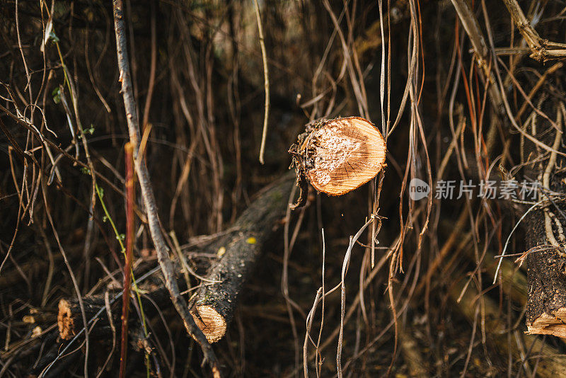 森林砍伐。环境问题