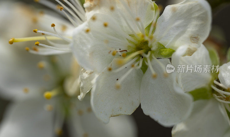 春天的苹果花特写