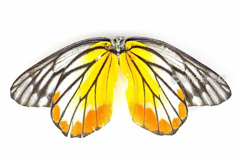 闭合的蝴蝶翅膀。