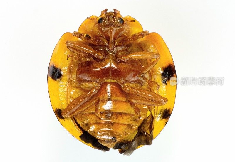 黄甲虫胃-动物身体的一部分。
