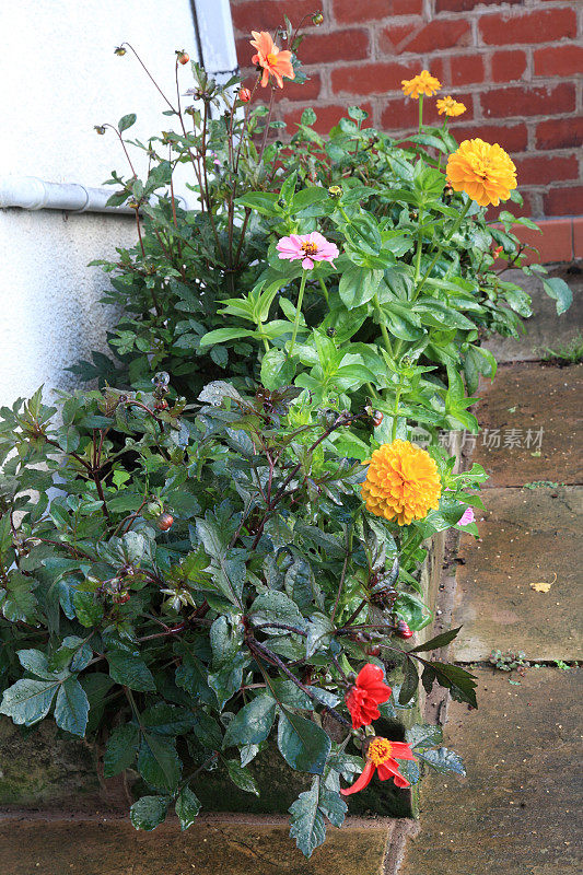 大丽花和zinnias