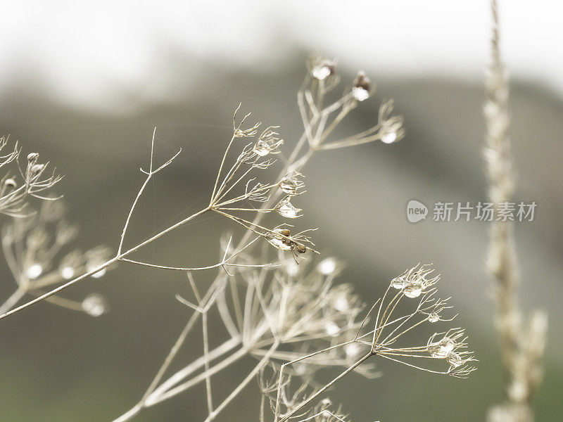 干花带着雨滴