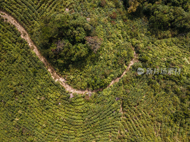 茶山春季自上而下纹理图