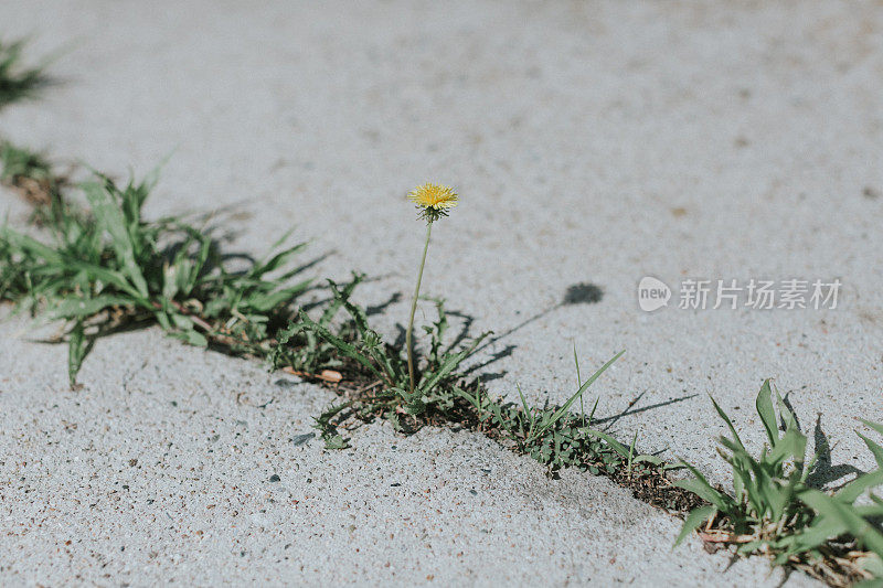 花生长在混凝土裂缝中