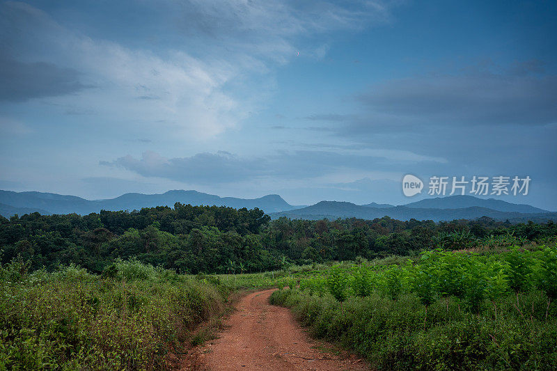 一片小桑树的田野