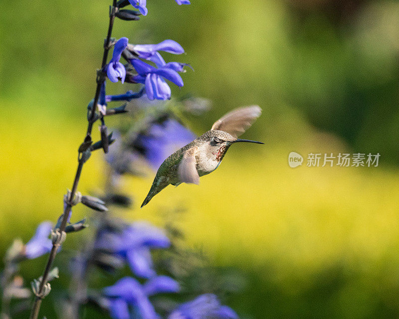 蜂鸟授粉