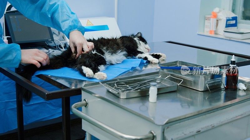 被麻醉的猫正准备接受手术阉割