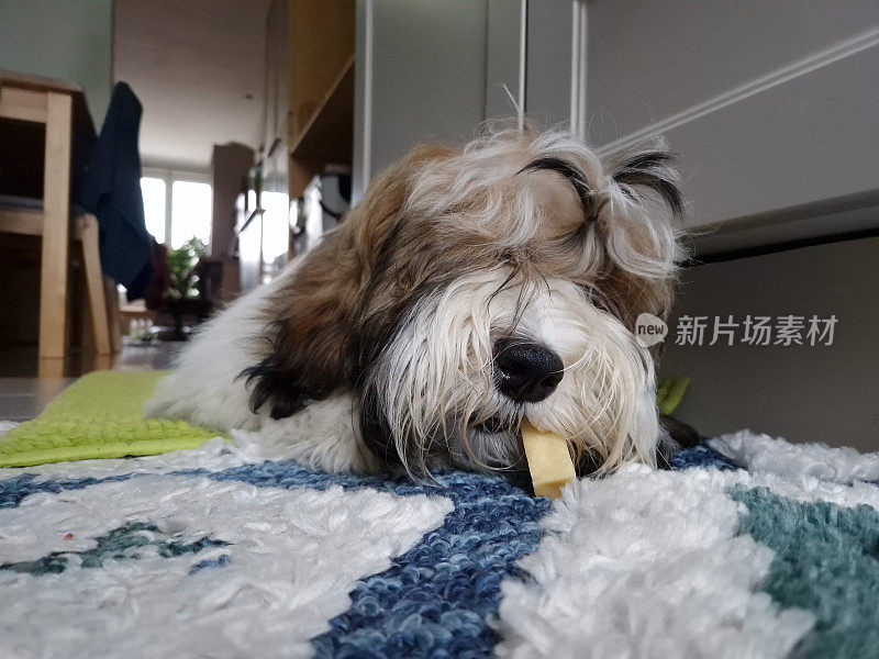 狗狗嚼奶酪