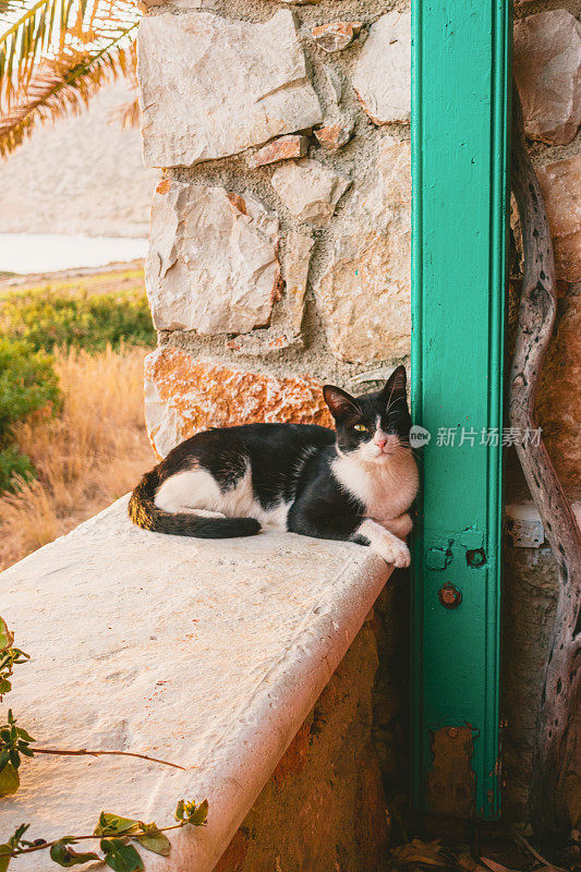 希腊餐厅里的流浪猫