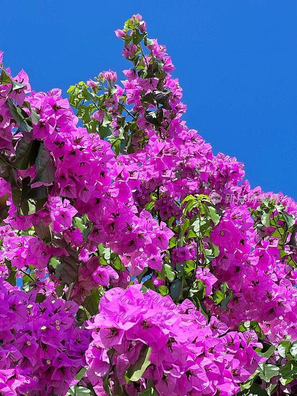三角梅在天空中绽放出粉红色的紫色。