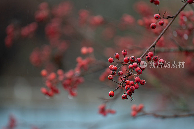 花楸在树枝上。