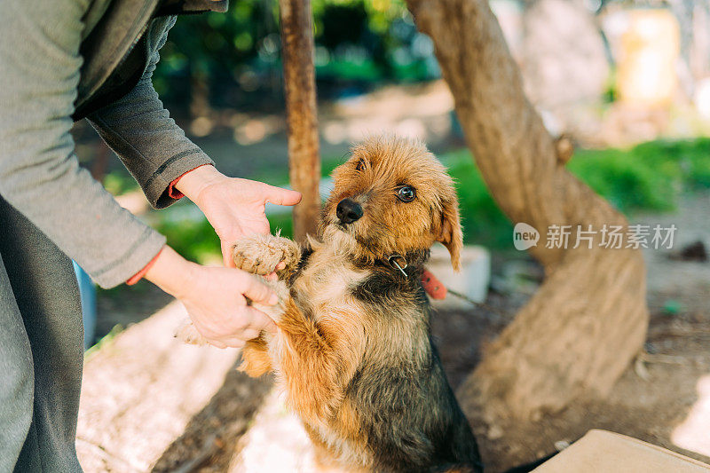 女人爱她的狗