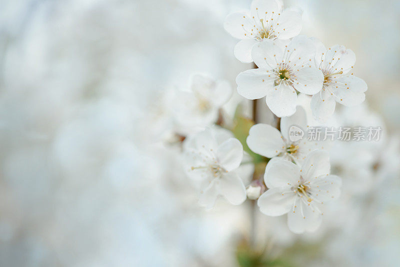 春暖花开的树枝