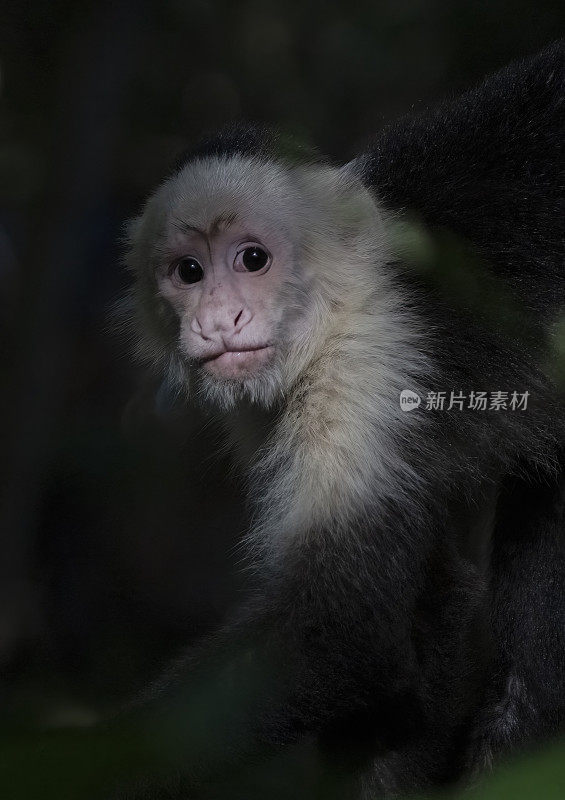 白面卷尾猴在树上