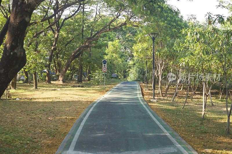 自行车道穿过公园里的森林