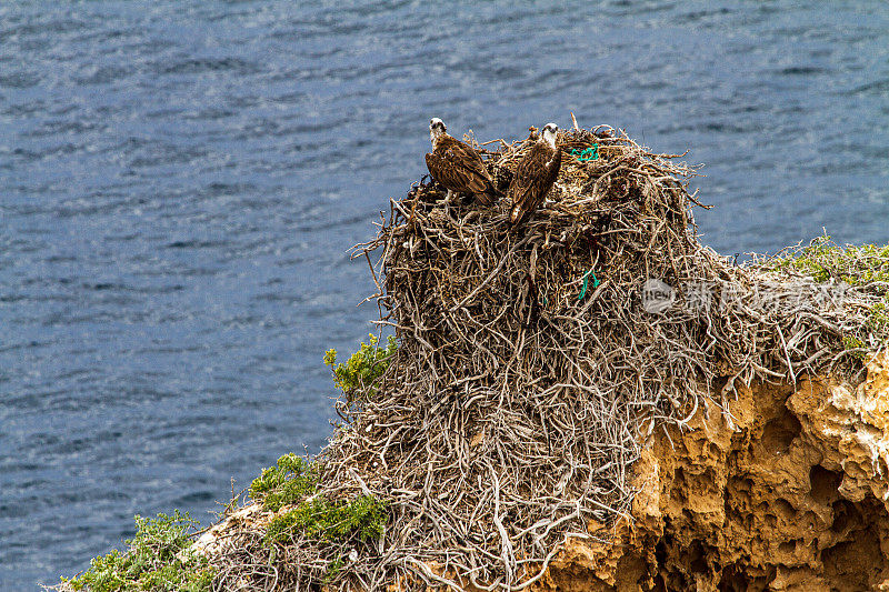 在大海背景下，鹰在巢中保护雏鸟