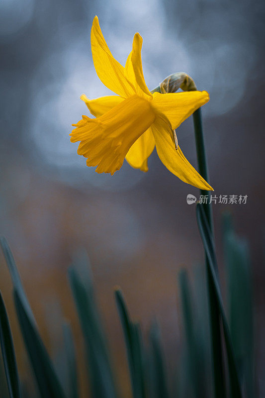 花园里漂亮的水仙花