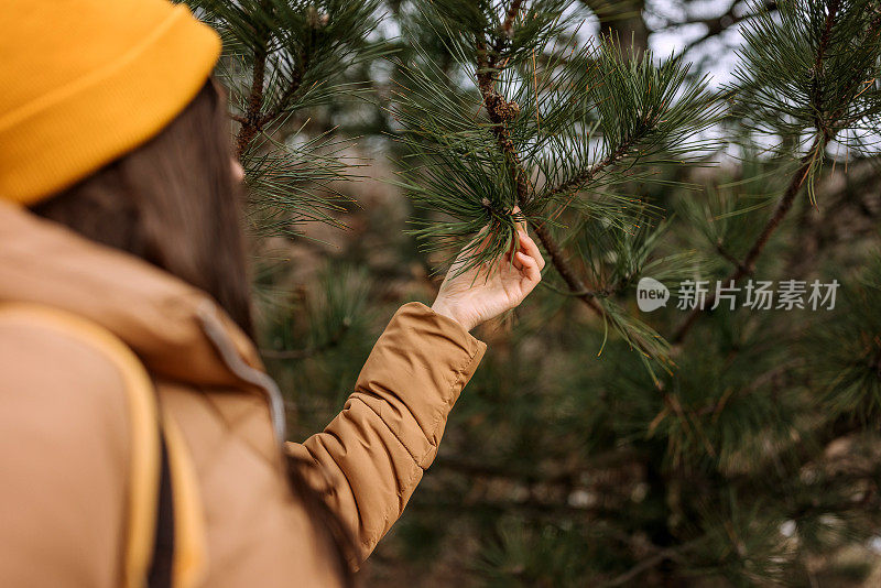 年轻女子抚摸着森林里常青树上的松果